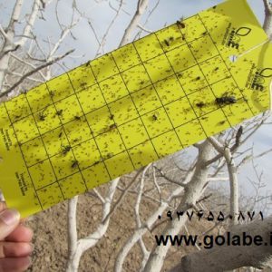 چسب حشرات