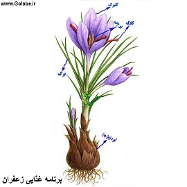 برنامه غذایی زعفران