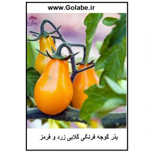 بذر گوجه گلابی