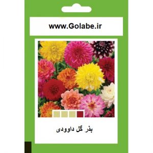 بذر گل داوودی